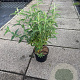 Buddleja d. 'White Profusion' 80-100 cm 10L