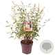 Buddleja d. 'White Profusion' 80-100 cm 10L
