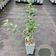 Elaeagnus umbell. 'Amber' GM C1.5