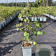 Rubus 'Buckingham Tayberry' 20-30 cm P15