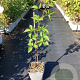 Rubus frut. 'Asterina' 30-40 cm 3,0L