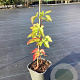 Rubus frut. 'Asterina' 50-80 cm 2,0L