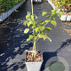 Rubus idaeus 'Golden Everest' 50-60 cm 3,0L