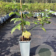 Rubus idaeus 'Golden Everest' GM C1.5