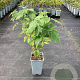 Rubus idaeus 'Autumn First' GM C1.5