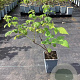 Rubus idaeus Twotimer Sugana Yellow GM C1.5