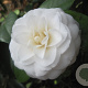 Camellia j. 'Moshe Dayan' 125-150 cm 20L