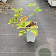 Rubus frut. Navaho Bigandearly GM C1.5
