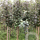 Malus d. 'Glockenapfel' 150-175 cm wortelgoed