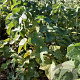 Ribes nig. 'Ojeblanc' 80-100 cm wortelgoed