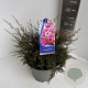 Leptospermum scop. 'Wiri Joan' 25-30 cm 5,0L