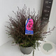 Leptospermum scop. 'R. Double Nain' 40-50 cm 5,0L
