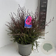 Leptospermum scop. 'R. Double Nain' 40-50 cm 5,0L