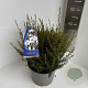 Leptospermum scop. 'Leonard Wilson' 35-40 cm 5,0L