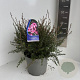 Leptospermum scop. 'Coral Candy' 30-35 cm 5,0L