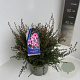 Leptospermum scop. 'Coral Candy' 30-35 cm 5,0L