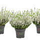 Calluna v. Beauty Ladies Verenka 10-12 cm P10,5