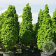 Carpinus bet. 'Monument' 80-100 cm 20L
