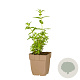 Lythrum salicaria GM  P11