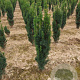 Taxus b. 'Fastigiata' 80-100 cm met kluit