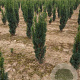 Taxus b. 'Fastigiata' 60-80 cm met kluit
