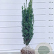 Taxus b. 'Fastigiata' 60-80 cm met kluit