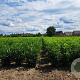 Prunus l. Elly 80-100 cm met kluit