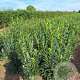 Prunus l. Elly 100-125 cm met kluit