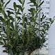 Prunus l. 'Caucasica' 100-125 cm met kluit