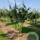 Amelanchier lamarckii 225-250 cm draadkluit solitair opgeknipt