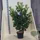 Prunus l. Etna 80-100 cm 10L