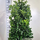 Prunus l. Etna 140-160 cm met kluit