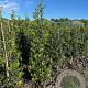 Ilex aquifolium 150-175 cm met kluit