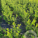 Ilex aquifolium 60-80 cm met kluit