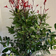 Photinia fraseri 'Red Robin' 100-125 cm met kluit