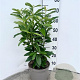 Prunus l. Genolia 60-80 cm 5,0L