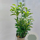 Prunus l. Genolia 60-80 cm 5,0L