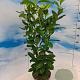 Prunus l. Genolia 60-80 cm 5,0L