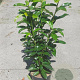 Prunus l. Genolia 60-80 cm 5,0L