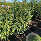 Prunus l. Genolia 100-125 cm met kluit