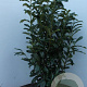 Prunus l. Genolia 100-125 cm met kluit