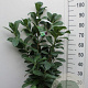 Prunus l. Genolia 80-100 cm 5,0L