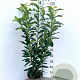 Prunus l. Genolia 80-100 cm 5,0L