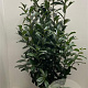 Prunus l. Genolia 125-150 cm met kluit