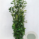 Prunus l. Genolia 125-150 cm met kluit