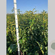 Prunus l. Genolia 125-150 cm met kluit