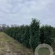 Prunus l. Genolia 200-225 cm met kluit