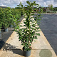Prunus l. 'Novita' 100-125 cm 15L