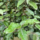 Elaeagnus ebb. 'Compacta' 60-80 cm met kluit