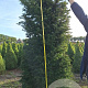 Taxus baccata 225-250 cm met kluit